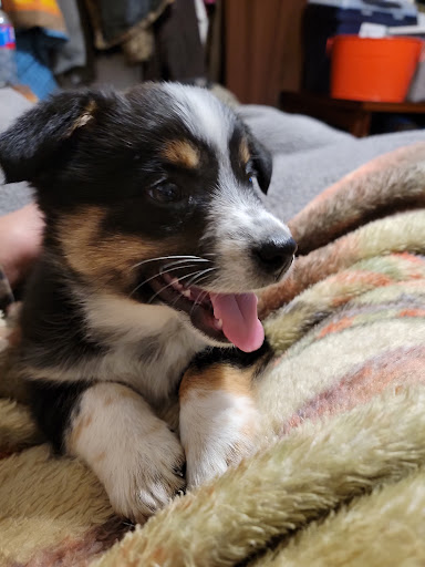 Pet Supply Store «Pets R Inn», reviews and photos, 3902 13th Ave S #3701, Fargo, ND 58103, USA