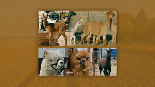 Timber Lodge Alpacas