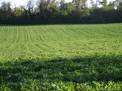 SCEA FORGERIT à Courcôme