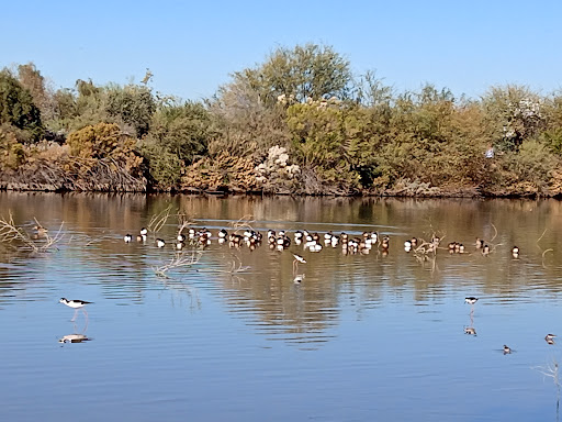 National Reserve «Riparian Preserve at Water Ranch», reviews and photos, 2757 E Guadalupe Rd, Gilbert, AZ 85234, USA