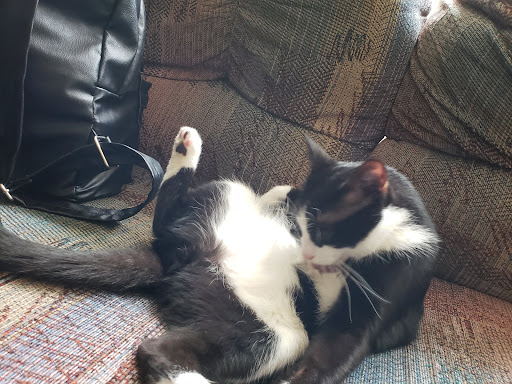 Pet Supply Store «PetSmart», reviews and photos, 1550 Butterfield Rd, Downers Grove, IL 60515, USA