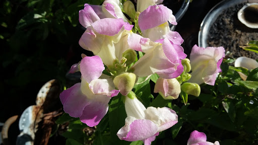 Book Store «Pipe & Thimble Bookstore», reviews and photos, 24830 Narbonne Ave, Lomita, CA 90717, USA