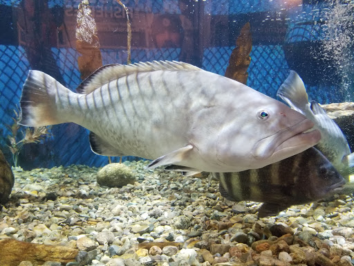 Aquarium «Woods Hole Science Aquarium», reviews and photos, 166 Water St, Woods Hole, MA 02543, USA