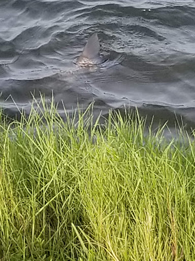 Park «Royal Palm Park», reviews and photos, 1701 NW 38th St, Oakland Park, FL 33309, USA