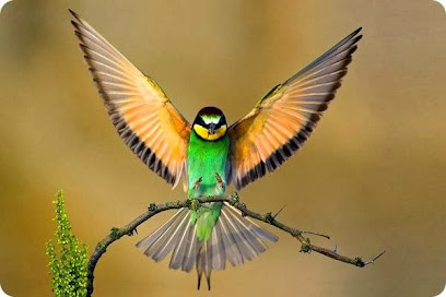Kolibri Szépségszalon