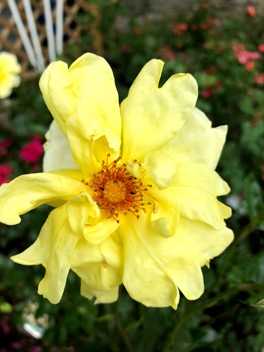 Garden Center «Stonewall Garden Center», reviews and photos, 4675 PA-447, Canadensis, PA 18325, USA