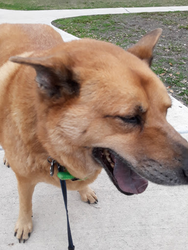 Park «Dellview Park», reviews and photos, 500 Basswood Dr, San Antonio, TX 78213, USA