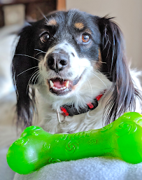 Boon Pet Care - Photo 7 - Car repair in , Houston