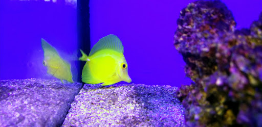 Pet Supply Store «Petco Animal Supplies», reviews and photos, 13053 Lee Jackson Memorial Hwy b, Fairfax, VA 22033, USA