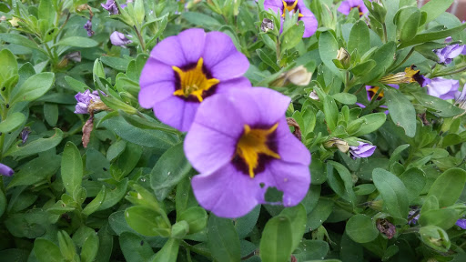 Funeral Home «Sunset Lawn Chapel of the Chimes», reviews and photos, 4701 Marysville Blvd, Sacramento, CA 95838, USA