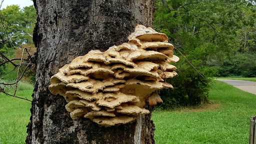 Dog Park «Murfreesboro Bark Park», reviews and photos, 1540 W College St, Murfreesboro, TN 37130, USA