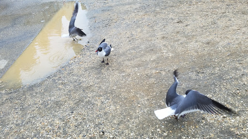 Tourist Attraction «Atlantic City Boardwalk», reviews and photos, 3109 Boardwalk, Atlantic City, NJ 08401, USA