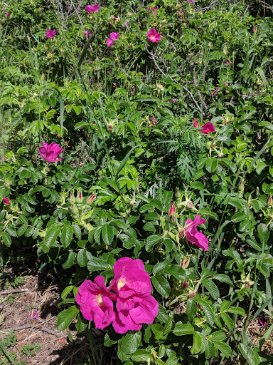 Park «Obear Park», reviews and photos, 145 Livingstone Ave, Beverly, MA 01915, USA