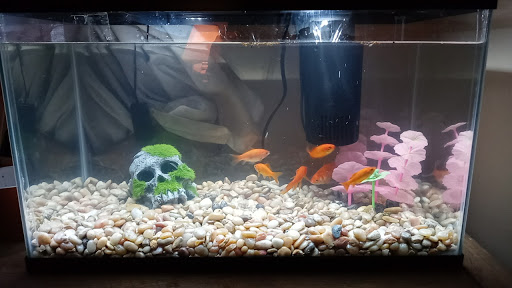 Pet Store «Everything Pets», reviews and photos, 1506 Altamont Ave, Schenectady, NY 12303, USA