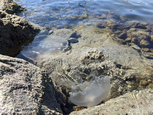 Tourist Attraction «Rockport Pier», reviews and photos, 1298 E Market St, Rockport, TX 78382, USA