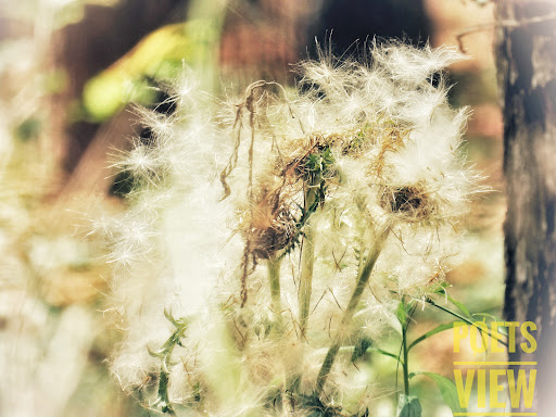 Nature Preserve «Forever Wild Trails», reviews and photos, 384 Narcisse Drive, Dothan, AL 36305, USA