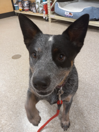 Pet Supply Store «PetSmart», reviews and photos, 14 Crossing Way #2, Augusta, ME 04330, USA