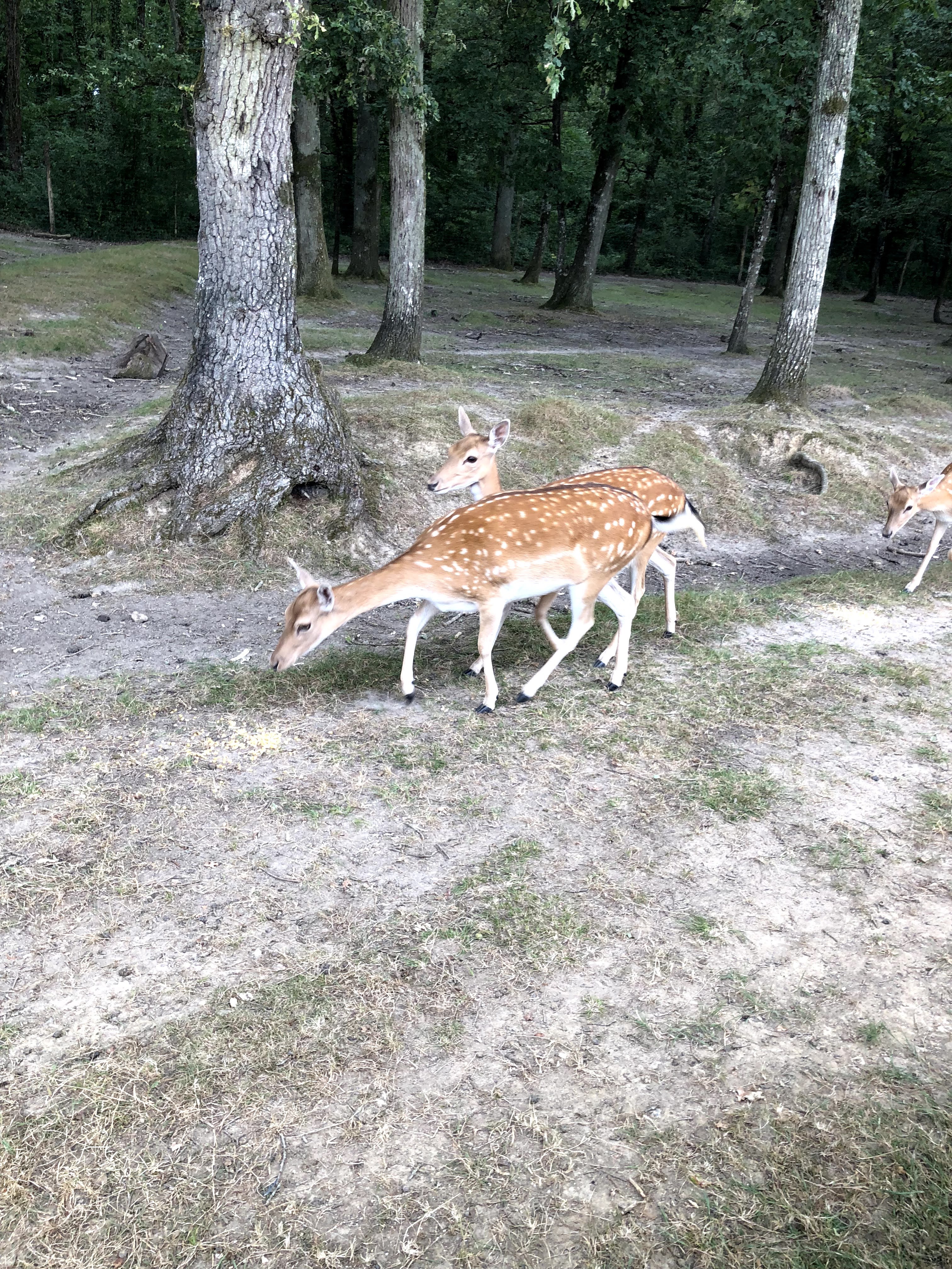 Photo n° 8 de l'avis de Julien.o fait le 27/07/2018 à 17:41