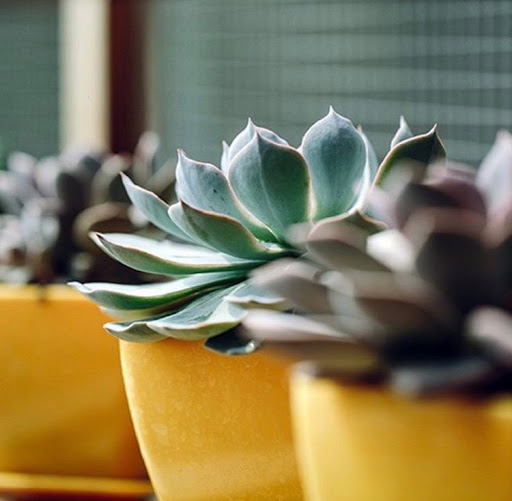 Florist «Bates Flowers by DZyne», reviews and photos, 813 4th Ave, Grinnell, IA 50112, USA