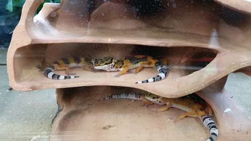 Pet Supply Store «Petco Animal Supplies», reviews and photos, 1080 Washington Square Center, Washington, MO 63090, USA