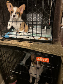 Petland Frisco - Photo 8 - Car repair in Frisco, TX, Plano