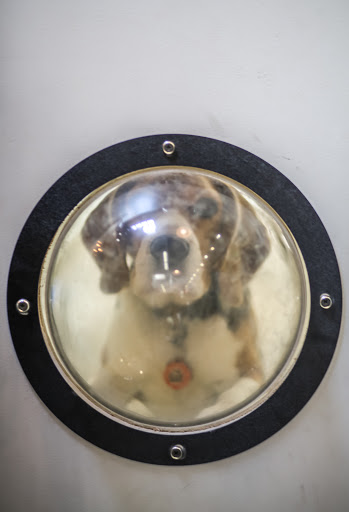 Dog Day Care Center «The Bowhaus Pet Company», reviews and photos, 2472 E Colorado Blvd, Pasadena, CA 91107, USA