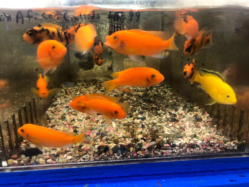 Tropical Fish Store «Aqua Mart Aquariums», reviews and photos, 1620 S Washington Ave, Titusville, FL 32780, USA