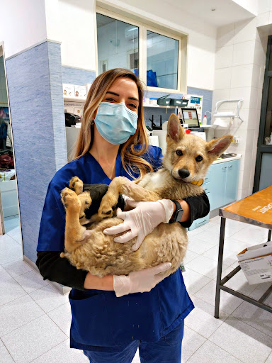 Clinica veterinaria Napoli