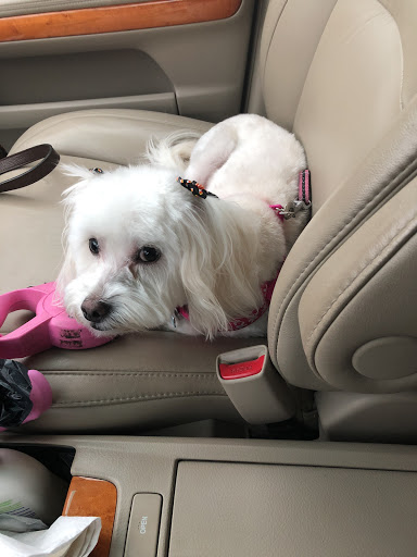 Pet Supply Store «PetSmart», reviews and photos, 1160 Stafford Market Pl, Stafford, VA 22556, USA