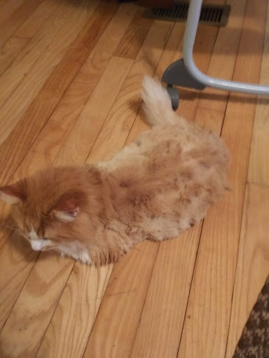 Pet Boarding Service «Alpha Pet Boarding & Grooming», reviews and photos, 7904 Veterans Memorial Hwy, Scottsville, KY 42164, USA