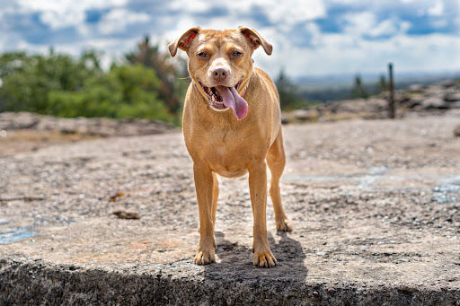 Park «Mills Reservation County Park», reviews and photos, Highland Ave, Cedar Grove, NJ 07009, USA