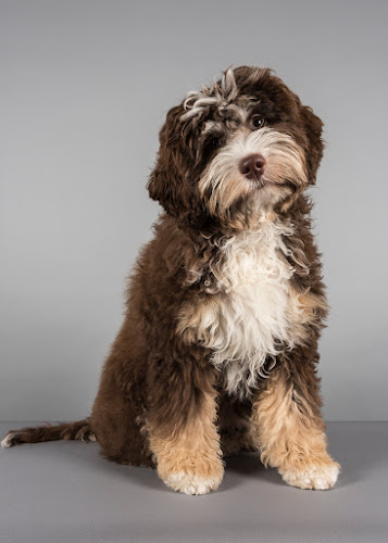 Comments and reviews of Northbound Australian Labradoodles