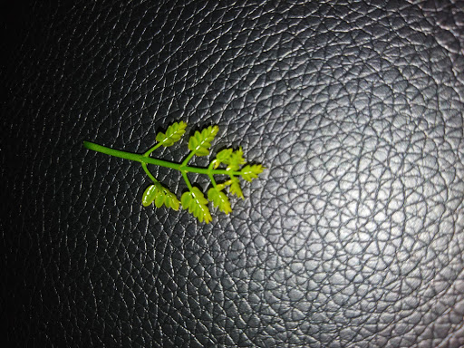 Nail Salon «Sun Valley Nails and Spa», reviews and photos, 4024 E Guadalupe Rd #101, Gilbert, AZ 85234, USA