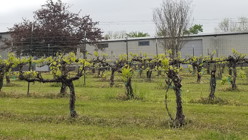 Winery «Purple Toad Winery», reviews and photos, 4275 Old US Hwy 45 S, Paducah, KY 42003, USA