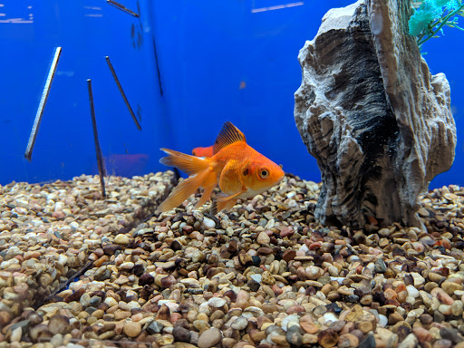 Pet Supply Store «PetSmart», reviews and photos, 2901 Agua Fria Fwy, Phoenix, AZ 85027, USA