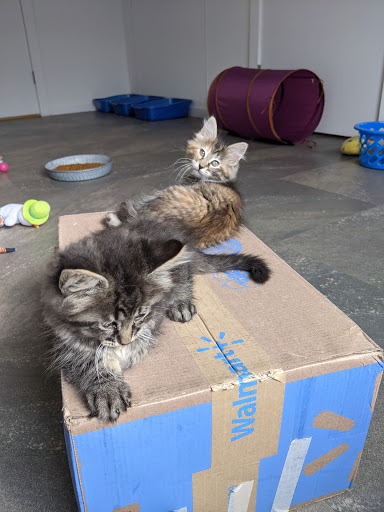 Henry County Humane Society - Geneseo