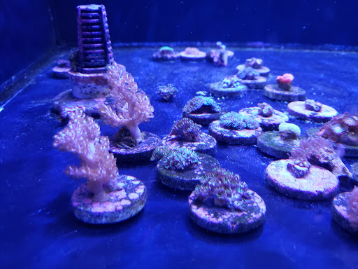 Tropical Fish Store «Reef Life Aquariums», reviews and photos, 5511 US-280 #310, Birmingham, AL 35242, USA