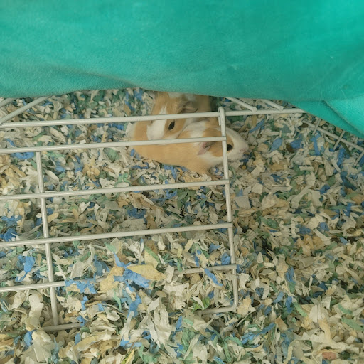 Pet Supply Store «PetSmart», reviews and photos, 1801 Howell Mill Rd NW, Atlanta, GA 30318, USA