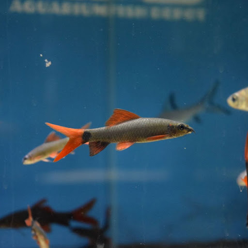 Aquarium Fish Depot