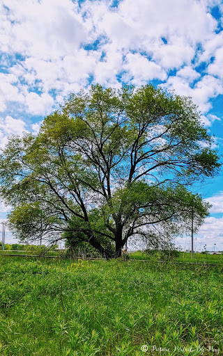 Nature Preserve «Pine Bend Bluffs Scientific and Natural Area (SNA)», reviews and photos, 111th St E, Inver Grove Heights, MN 55077, USA