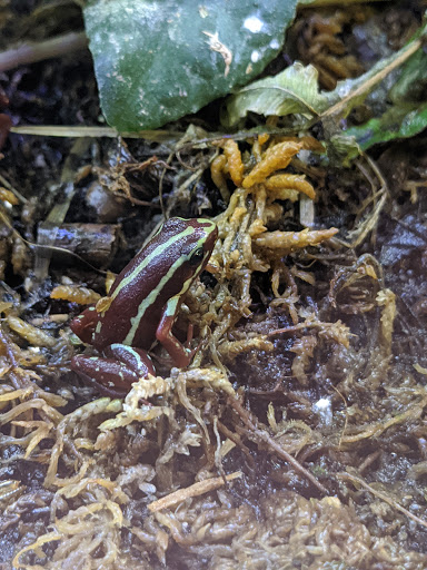 Pet Store «Tye-Dyed Iguana - Reptiles», reviews and photos, 1905 W U.S. 50, Fairview Heights, IL 62208, USA