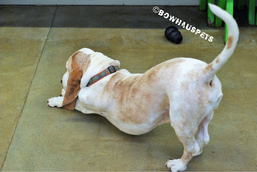 Dog Day Care Center «The Bowhaus Pet Company», reviews and photos, 2472 E Colorado Blvd, Pasadena, CA 91107, USA