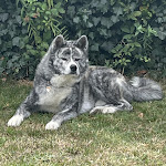 Photo n° 1 de l'avis de Angelo.a fait le 09/08/2023 à 14:24 pour Clinique Veterinaire Le Grand Souffle à Saint-Jean-de-Muzols