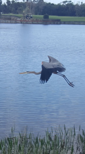 Country Club «Ironhorse Country Club», reviews and photos, 8055 Ironhorse Blvd, West Palm Beach, FL 33412, USA