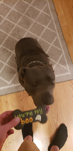 Pet Supply Store «Wet Nose», reviews and photos, 1510 Commons Dr, Geneva, IL 60134, USA