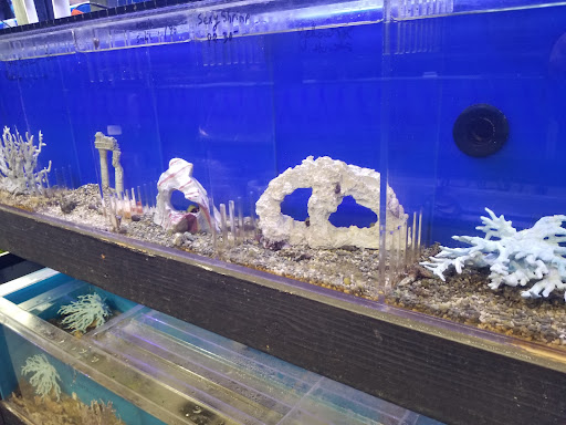 Tropical Fish Store «The Ultimate Aquarium», reviews and photos, 828 Lighthouse Ave, Monterey, CA 93940, USA