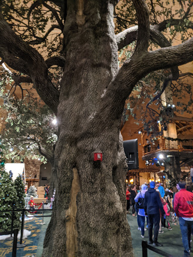 Resort «Great Wolf Lodge», reviews and photos, 100 Great Wolf Dr, Grapevine, TX 76051, USA