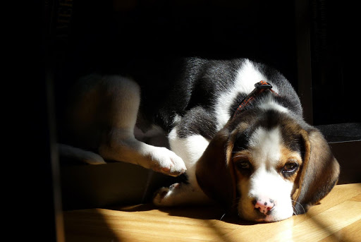 Clínica Veterinaria Manoteras en Madrid