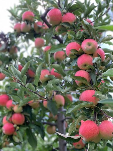 Produce Market «Race Farm», reviews and photos, 87 Belcher Rd, Blairstown, NJ 07825, USA