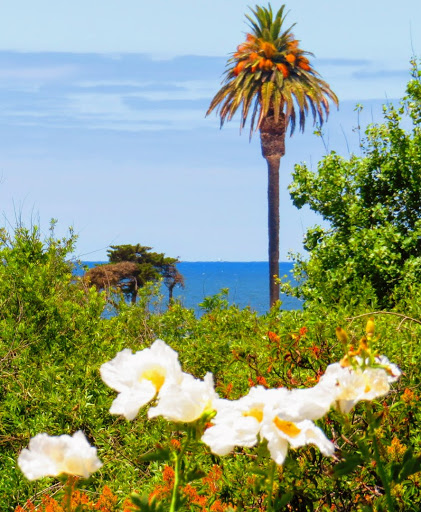 State Park «Moonlight State Beach», reviews and photos, 400 B St, Encinitas, CA 92024, USA